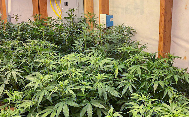 Перевод на цветение куста Gelato Auto Стимуляция цветения куста Gelato Auto