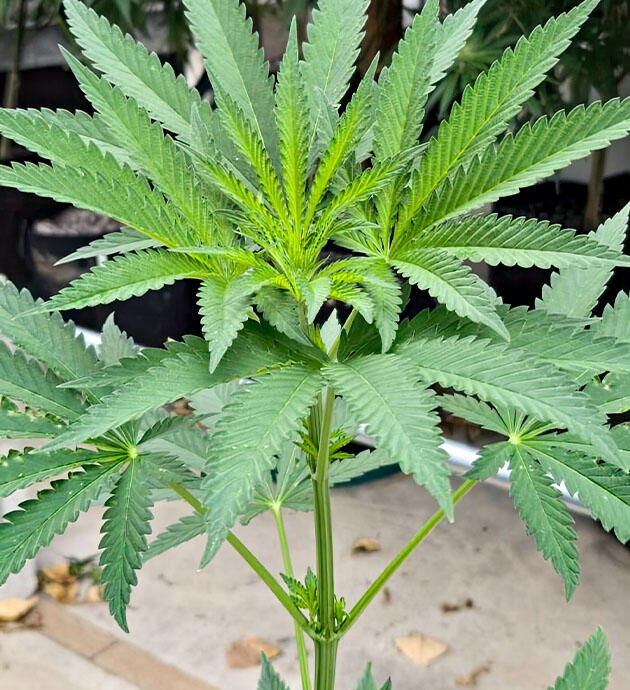 Марихуана на 6 неделе роста