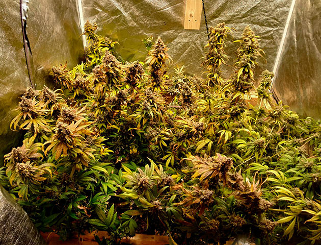 Харвест конопли Куст перед харвестом