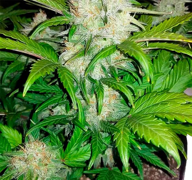 Активное развитие конопли Quarter Pounder Auto на 9 неделе роста