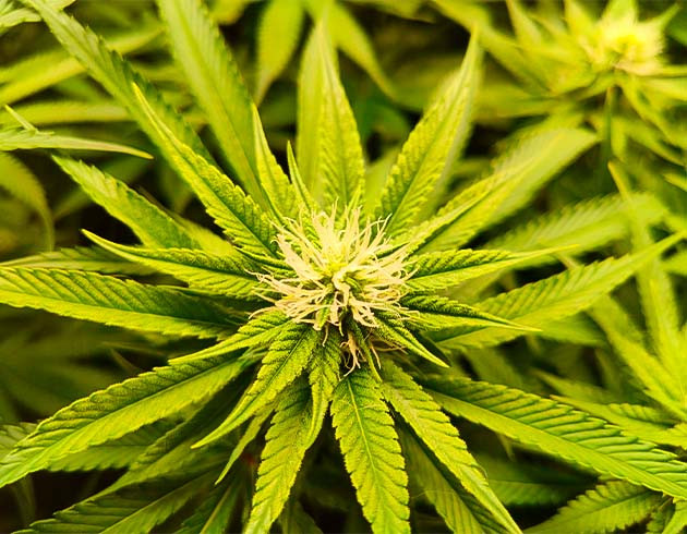 Дефолиация марихуаны Световой ожог конопли