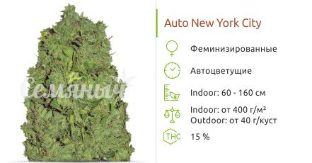 Сорт марихуаны Auto New York City Auto New York City от Pyramid Seeds