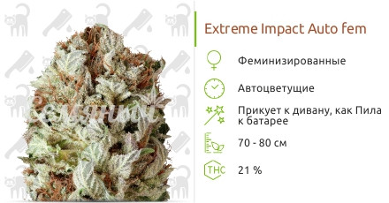 Сорт марихуаны Extreme Impact Auto Extreme Impact Auto от Heavyweight Seeds