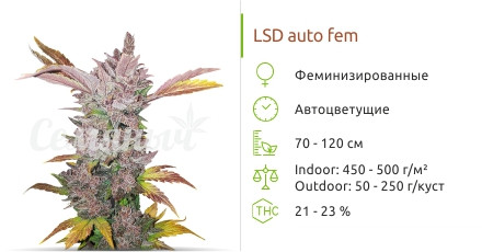 Сорт марихуаны LSD Auto LSD Auto от сидбанка Семяныч