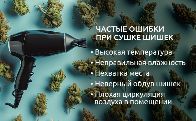 Процесс сушки и пролечки: максимизация качества урожая Уникальный запах марихуаны: роль пролечки