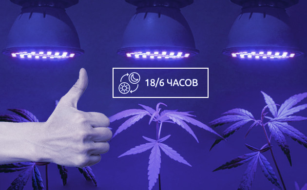Светопериод для конопли Световой режим 18/6