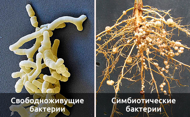Микроскопический вид ризобактерий Понимание ризобактерий