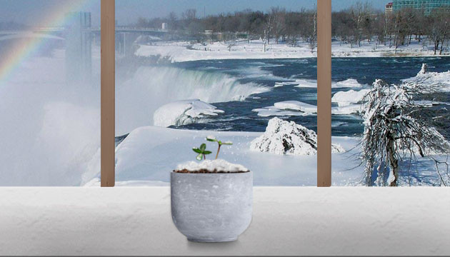 Не соблюдение оптимальных условий при выращивании конопли Нет оптимальных условий для роста конопли