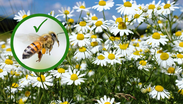 Как ромашка помогает растению Ромашка привлекает пчел и отпугивает комаров