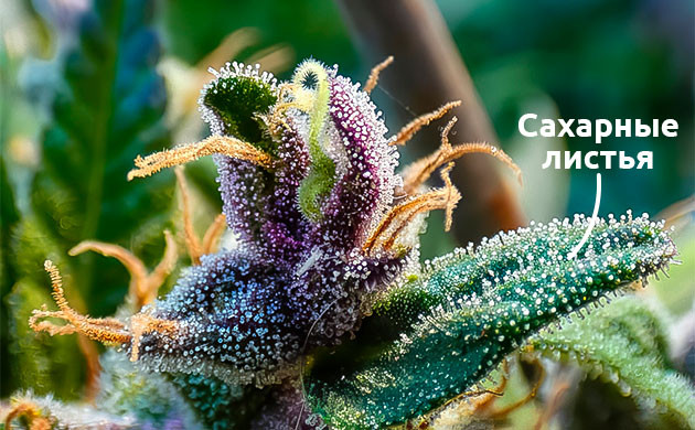 Почему сахарные листья важны Как использовать сахарные листья для настоек и экстрактов