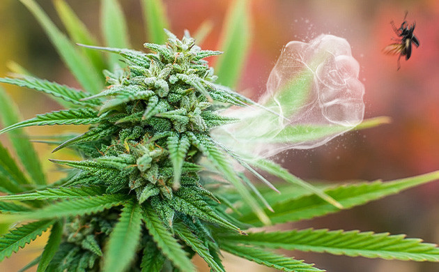 Роль терпенов в выживании и адаптации конопли Природное предназначение терпенов в каннабисе