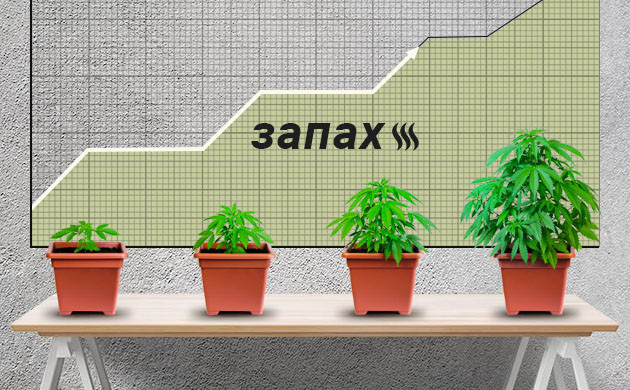 Насыщенность запаха в зависимости от фазы роста Корреляция между интенсивность запаха и стадией выращивания