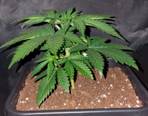 3 неделя роста каннабиса