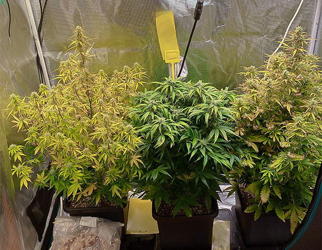 Цветение кустов Think Different на 9 неделе Три куста конопли в гроубоксе