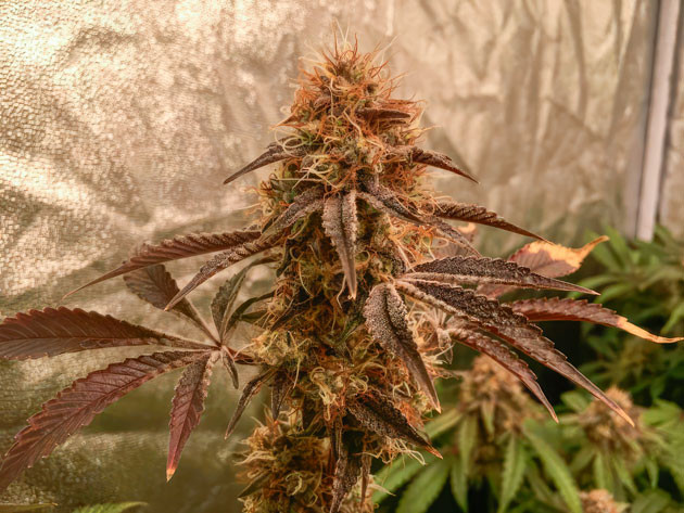 Шишка сорта конопли Poddy Mouth