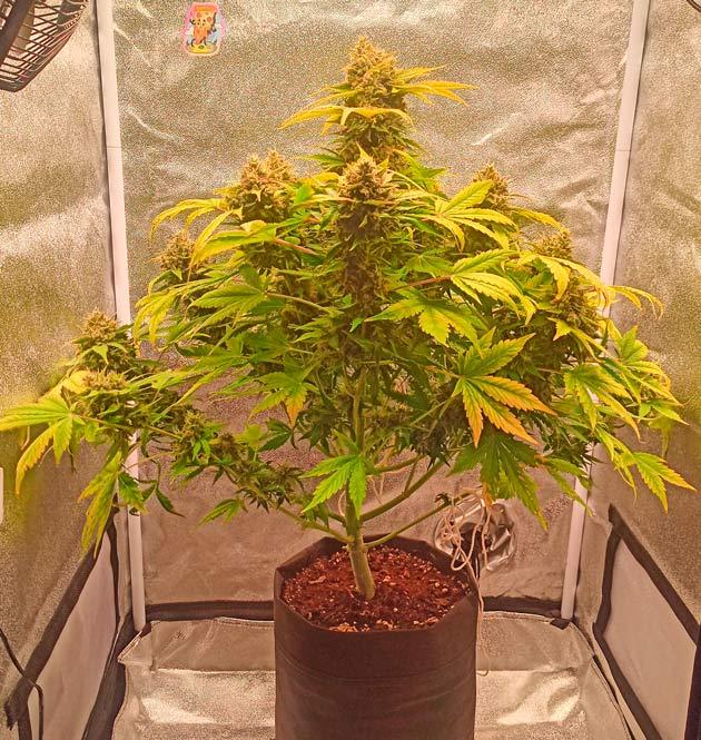 Приближение к харвесту Куст Pink Rozay Auto от 7CH American на 11 неделе развития