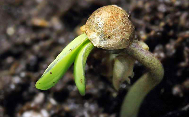 Проблемы со сбрасыванием каски у ростка Рост с оболочкой семени