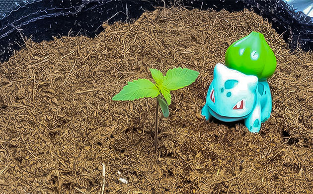 начало выращивания конопли Purple Lemonade Auto Проращивание семян Purple Lemonade Auto