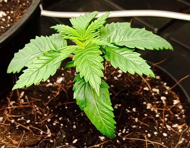 Активное развитие марихуаны Росток Jealousy Kush от Seedkeepers на 1 неделе