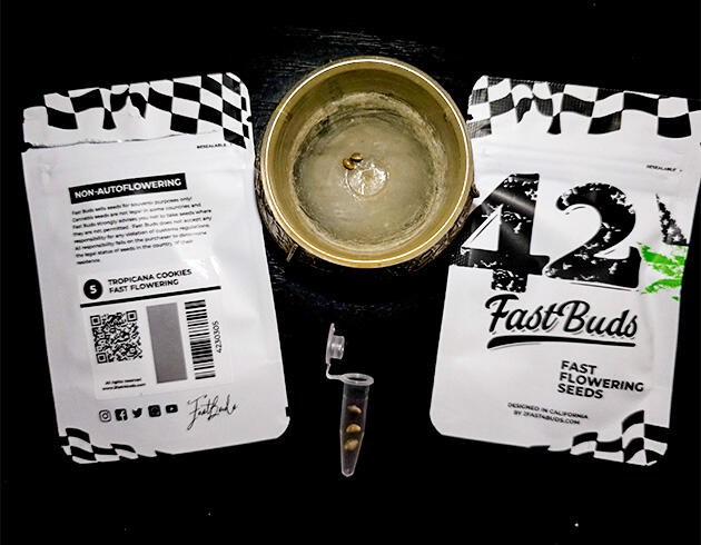 Проращивание семени и высадка в стартовую емкость Проращивание Tropicana Cookies FF от FastBuds