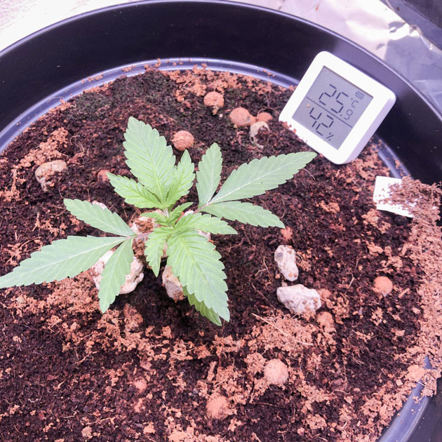 Blueberry Headband от Humboldt: режим и удобрения Уход за ростком: условия для Blueberry Headband