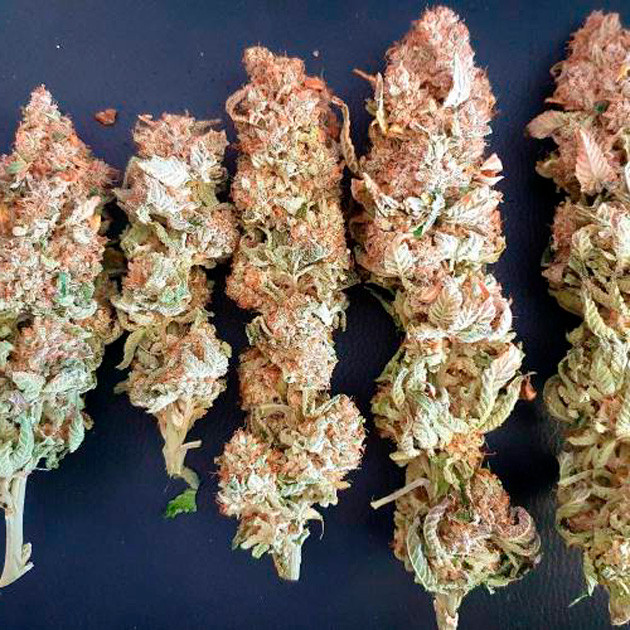 Сухой урожай Собранные шишки