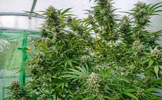 Наблюдение за эффектами каннабиса после первой сушки и пробы Конопля на 23 неделе роста