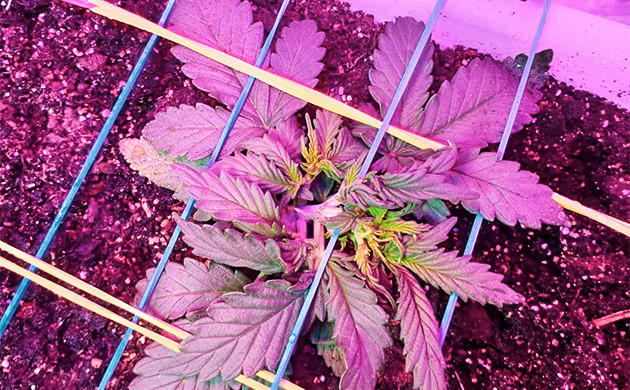 Ограничение роста куста резинками Добавление резинок для тренировки куста