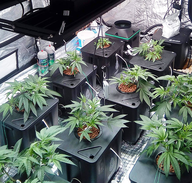 Дефолиация на 3 неделе выращивания Обрезка веерных листьев конопли