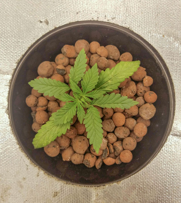 Уход за корнями Bruce Banner Auto Рост и развитие Bruce Banner Auto