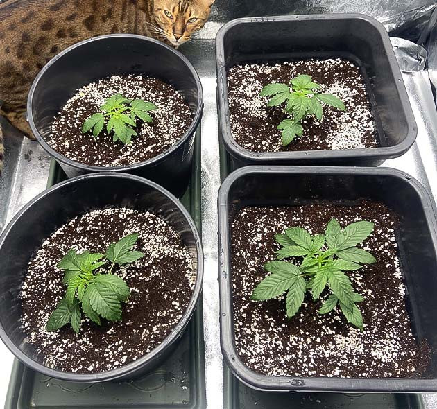 Оптимизация пространства Vanilla Frosting Понижение влажности и световой режим Vanilla Frosting