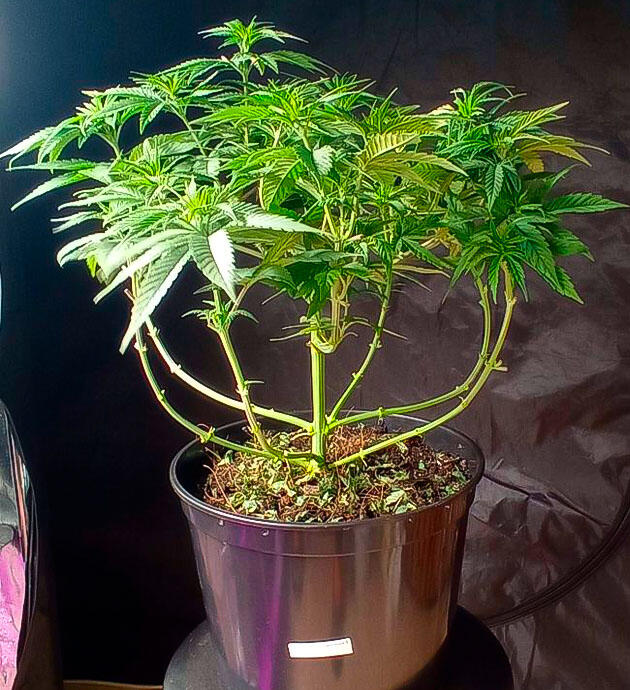 Клонирование и удобрения для конопли Куст Jealousy Kush от Seedkeepers на 5 неделе