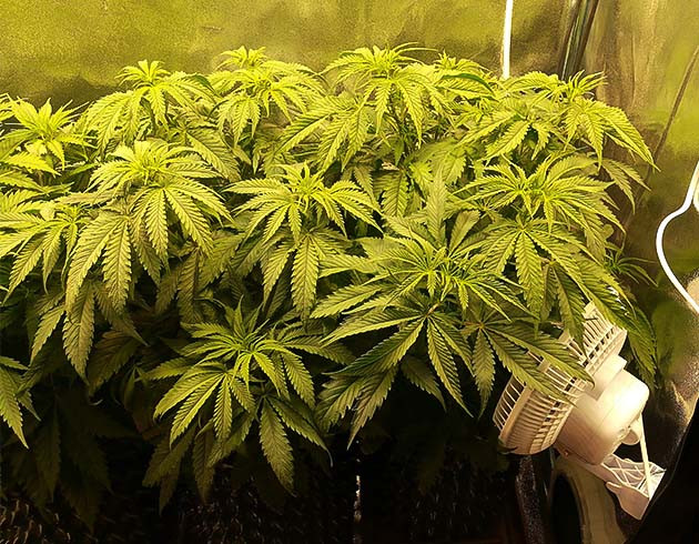 Перевод растений на стадию цветения Здоровые зеленые кусты конопли