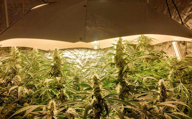 Каннабис на 6 - 9 неделе роста Конопля ростом 60 см