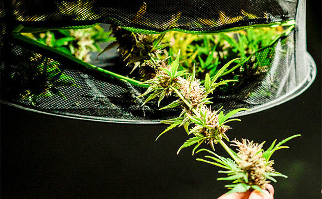 Как сушить урожай каннабиса: сетки, стойки и подвесные системы