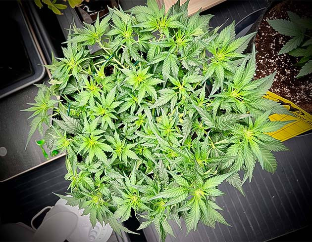 Начало цветения и новый состав удобрений Куст Cherry Cola Auto от FastBuds на 6 неделе