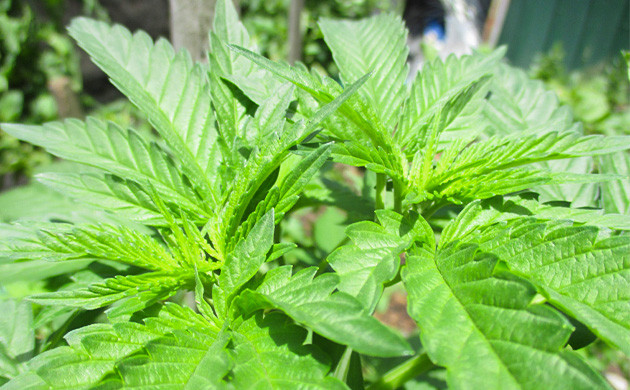 Образование новых побегов Два новых побега