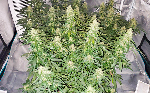 Промывка кустов Auto Lemon Kix Auto Lemon Kix на 8 неделе