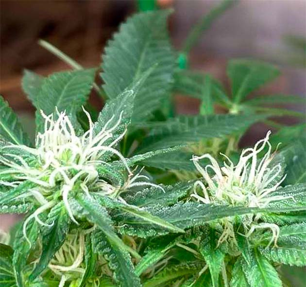 Northern Lights 10 of 10 — стабильный рост без признаков дефицита Конопля ростом 33 см