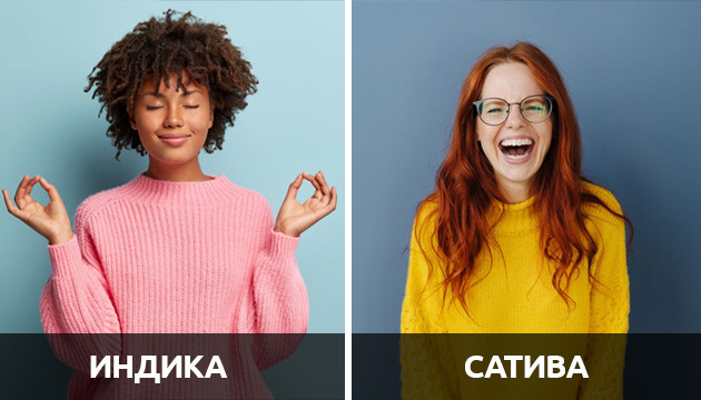 Эффекты марихуаны Индика и Сатива