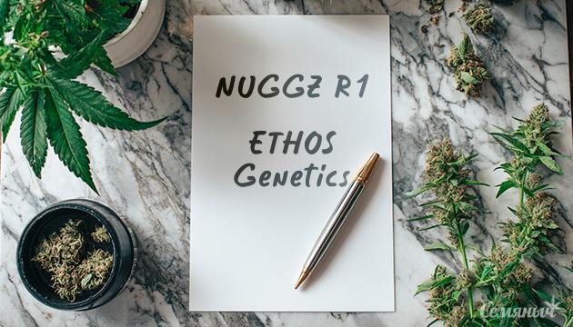Гроурепорт сорта Nuggz R1 от ETHOS Genetics