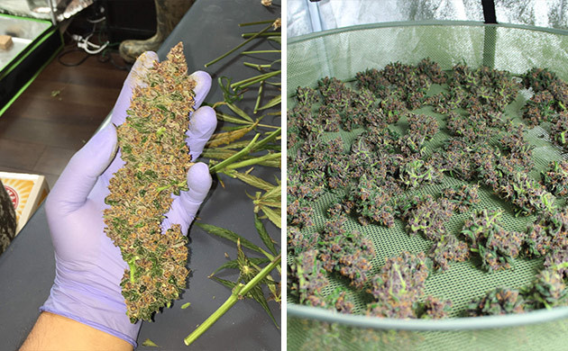 Полученый урожай Собранные шишки LSD Auto