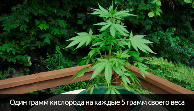 Польза одного растения конопли Количество кислорода производящее коноплей