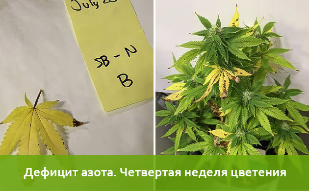 Эксперимент на дефицит азота Исследования недостатка азота в марихуане