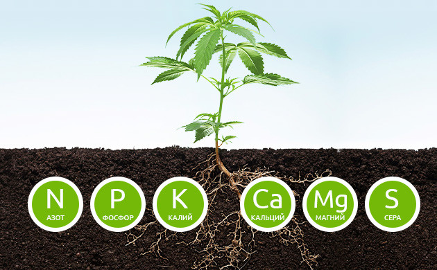 Основа питания каннабиса Основные макроэлементы конопли