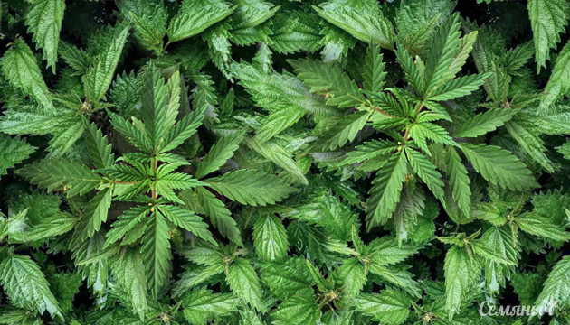 Конопля и схожие растения Конопля в куста крапивы