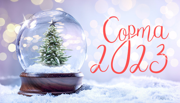 ТОП 10 семян конопли 2023 ТОП 10 сортов конопли 2023