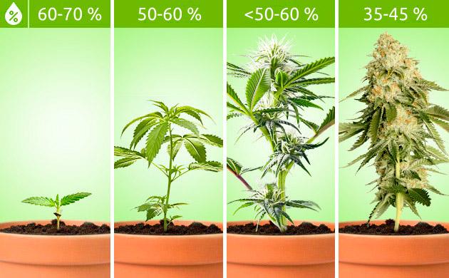 Влажность воздуха