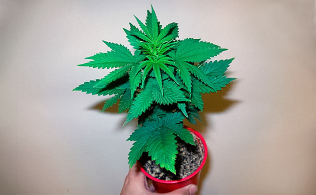 Выращивание конопли в тесных условиях Куст на стадии веги в пластиковом стакане