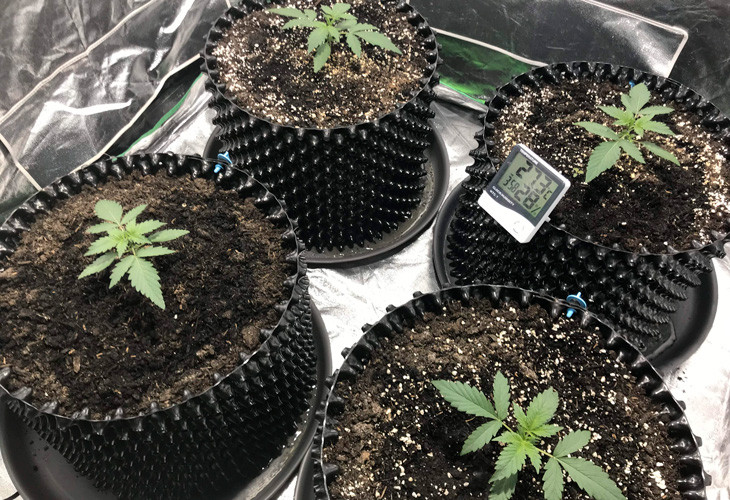 Начало стадии вегетации Стадия вегетации Jack 47 Auto